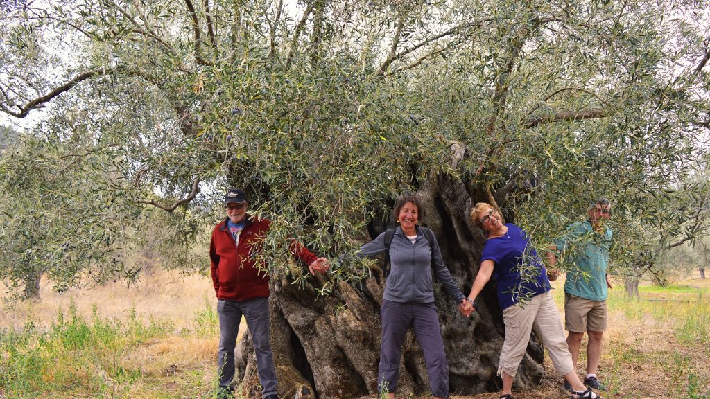 One olive tree, vine & boat